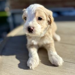 Orange girl. Chili - Parti female Goldendoodle puppy in Twin Falls, Idaho from Magic Valley Family Doodles
