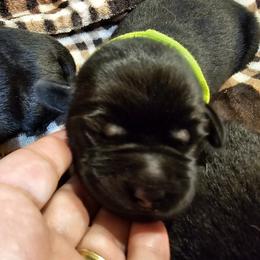 Green - Black male Labrador Retriever puppy in Siloam Springs, Arkansas from Karemy Kennels (Karemy Labradors)