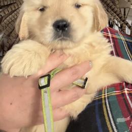 Yellow Collar Boy - Golden male Golden Retriever puppy in Garrison, Montana from Mattiaci Goldens