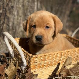 Eowyn - Yellow female Labrador Retriever puppy in Isle, Minnesota from Dog Ear Outfitters