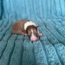 Wrangler - Sable merle and white male Shetland Sheepdog puppy in Aberdeen, Idaho from Willow Creek Cresteds