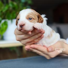 Hive - Parti male Goldendoodle puppy in Salado, Texas from Red Ranch Dogs