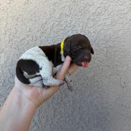 Yellow girl - Liver and white female German Shorthaired Pointer puppy in Escalon, California from Valley Pointers