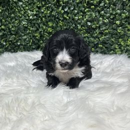 Bambi - Black and white female Sheepadoodle puppy in Los Angeles, California from Exquisite Doodles