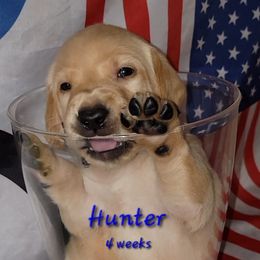 Hunter - Labrador Retriever puppy from Patriot Labrador Retrievers