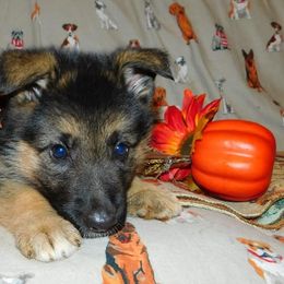 German Shepherd Puppies from Countryside Kennel