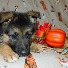 German Shepherd Puppies from Countryside Kennel