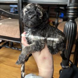 Ana - Sable female Goldendoodle puppy in Anderson, South Carolina from M & L Pups
