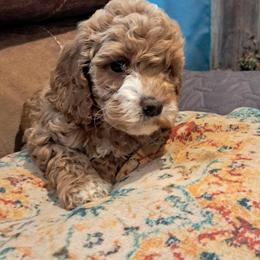 Aussiedoodle and Cockapoo Puppies from Ouachita River Cockapoos