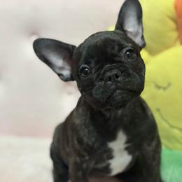 Mocha - Brindle female French Bulldog puppy in Tampa Bay, Florida from Woodpecker Ridge Pups