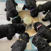 Puli Puppies from Bowmaker Pulik