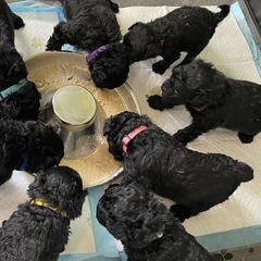 Puli Puppies from Bowmaker Pulik