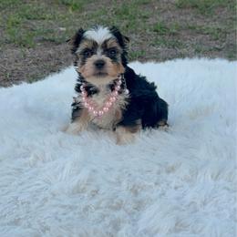 Molly Moo - Parti female Yorkshire Terrier puppy in Naples, Florida from Puppies Forever 💙❤️🐶