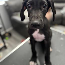 Great Dane Puppies from Dane Dreamin’