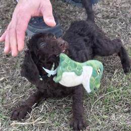 L. Blue - Stew - Brown male Poodle puppy in Copperas Cove, Texas from Poodles of Valor