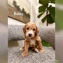 Bobby - Apricot male Goldendoodle puppy in Glendale, Arizona from Follow Your Bliss Doodles