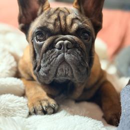French Bulldog puppies from Elegancia Vintage Xoloitzcuintle