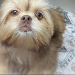 Benny - Liver male Shih Tzu puppy in Seattle, Washington from Shih Tzu’s  ‘N’ Love