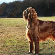 Irish Setters from Wicklow Irish Setters