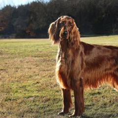 Irish Setters from Wicklow Irish Setters