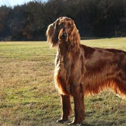 Irish Setters from Wicklow Irish Setters
