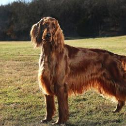 Irish Setters from Wicklow Irish Setters