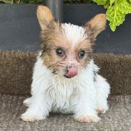 Mateo - Parti male Yorkshire Terrier puppy in Lebanon, Kentucky from Mosaic Merle Doodles