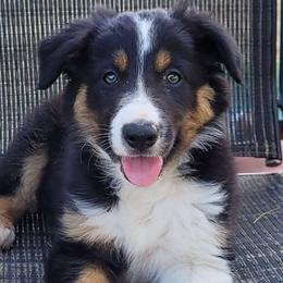 Boy 3 Nite $2200 - Tri-color Border Collie puppy in Morgan, Texas from Shooting Star Ranch