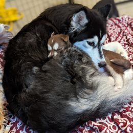 Siberian Husky Puppies from Wyant Farms