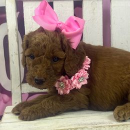Pumpkin - Red  female Goldendoodle puppy in Boaz, Alabama from Doodles All Day
