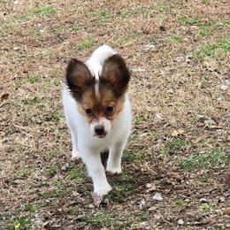 Roux - White and sable female Papillon puppy in Hollister, Missouri from Swan Creek Kennel