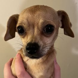 Codi - Chihuahua