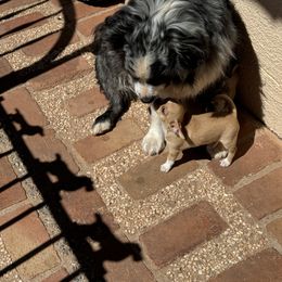Chihuahua Puppies from J and E