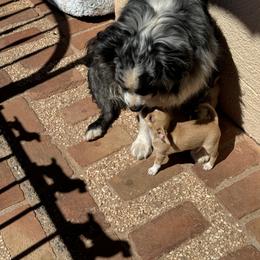 Chihuahua Puppies from J and E
