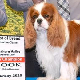 Omar - Cavalier King Charles Spaniel