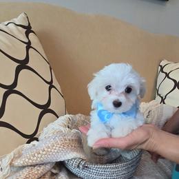 Angel - White male Maltese puppy in Brooksville, Florida from Vega's Maltese