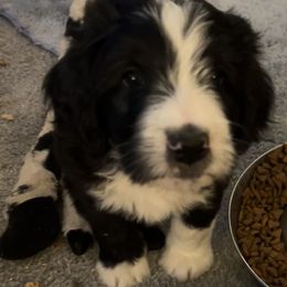 Bernedoodle Puppies from Beckett’s Bernedoodles