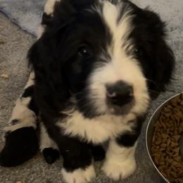 Bernedoodle Puppies from Beckett’s Bernedoodles