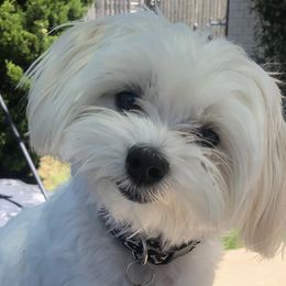 Cavapoochon, Maltese, Maltipoo, Morkie, Yorkipoo, and Yorkshire Terrier All Grown Up from MC Kennels