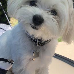 Cavapoochon, Maltese, Maltipoo, Morkie, Yorkipoo, and Yorkshire Terrier All Grown Up from MC Kennels