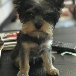 French Bulldogs and Yorkshire Terriers from Purple Heart Yorkies of Oklahoma