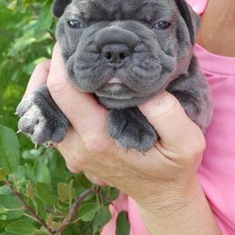 French Bulldog Puppies from Kelly's Fabulous Frenchies