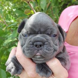 French Bulldog Puppies from Kelly's Fabulous Frenchies