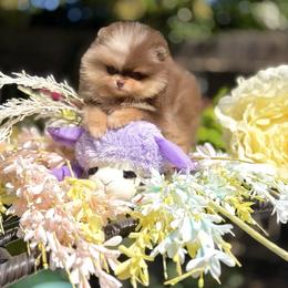 Kitty - Chocolate merle female Pomeranian puppy in Stockton, California from Pommiepalace