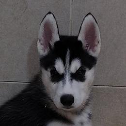 Big mack - Black and white male Siberian Husky puppy in Heppner, Oregon from Yuki Ookami Show Kennel