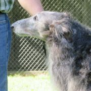 "Micah" - Borzoi
