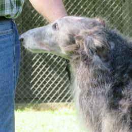 "Micah" - Borzoi