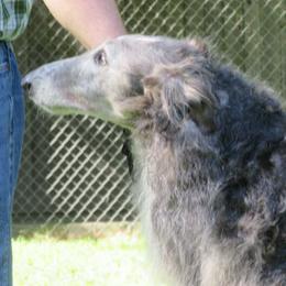 "Micah" - Borzoi