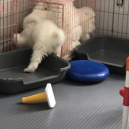 Samoyed Puppies from HaleStorm Samoyeds