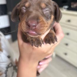 Coco - Chocolate and tan male Dachshund puppy in Tomball, Texas from Gutierrez House of Doxies